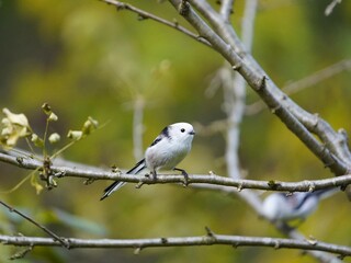 The long-tailed tit (Aegithalos caudatus), also named long-tailed bushtit, is a common bird found throughout Europe and the Palearctic. Aegithalidae family. Hanover, Germany.