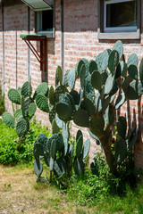 Cactus plants beside the wall