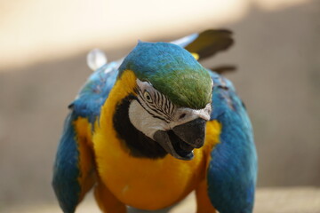 colorful papagaios