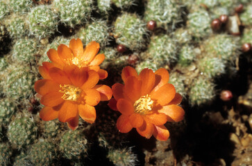 Fototapeta na wymiar Rebutia fiebrigii , Cactus