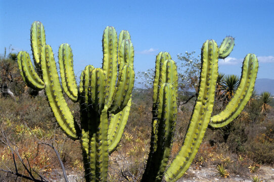 Myrtillocactus cereus geometrizans, Cactus, Méxique