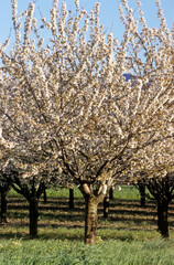Prunus cerasus, Cerisier, Luberon, 84, Vaucluse, France