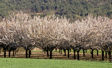 Prunus cerasus, Cerisier, Luberon, 84, Vaucluse, France