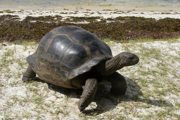 Tortue géante des Seychelles, Aldabrachelys gigantea, réserve naturelle, ile Curieuse, Iles Seychelles