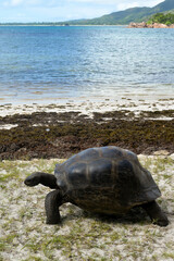 Tortue géante des Seychelles, Aldabrachelys gigantea, réserve naturelle, ile Curieuse, Iles Seychelles