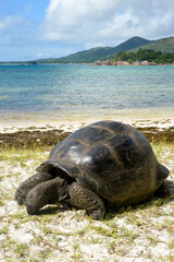 Tortue géante des Seychelles, Aldabrachelys gigantea, réserve naturelle, ile Curieuse, Iles Seychelles