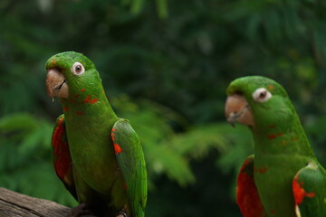 lovebirds