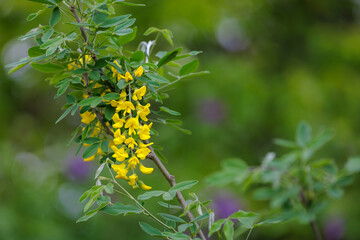 Flowers on the tree Bobovnik or golden rain. Greening the urban environment. Background with selective focus