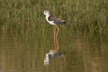 Black-winged stilt - Himantopus himantopus wading in the water at green background. Photo from Ranthambore National Park, Rajasthan, India.