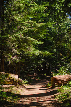 Hike in the Wood