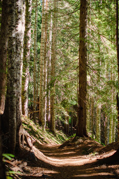 Hike in the Wood