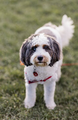 cute white and grey terrier pup staring at the camera on green lawn
