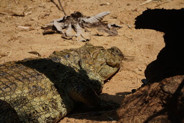 crocodile 