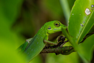 Green-crested Lizard on a branch