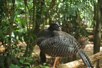wonderful bird