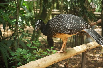 bird is walking