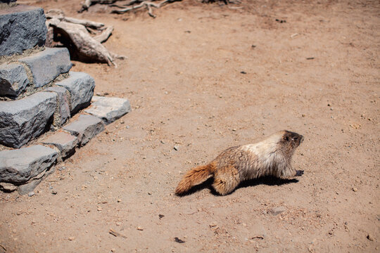 Marmot in the mountain