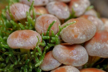 Forest brown mushrooms growing on tree trunks.close-up photography, Poland	