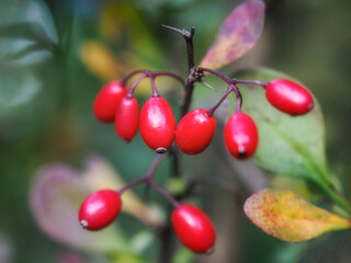 Autumn, fruits of the Barberry bush, which is a medicinal plant, Poland