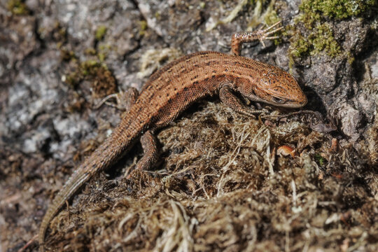 The viviparous lizard Zootoca vivipara is a species of lizard from the lizard family Lacertidae. It is the only representative of the genus Zootoca