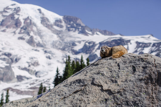 Marmot Resting on a Rock