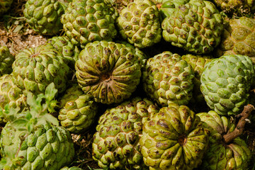 Custard apple