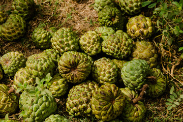 Fototapeta premium Custard apple