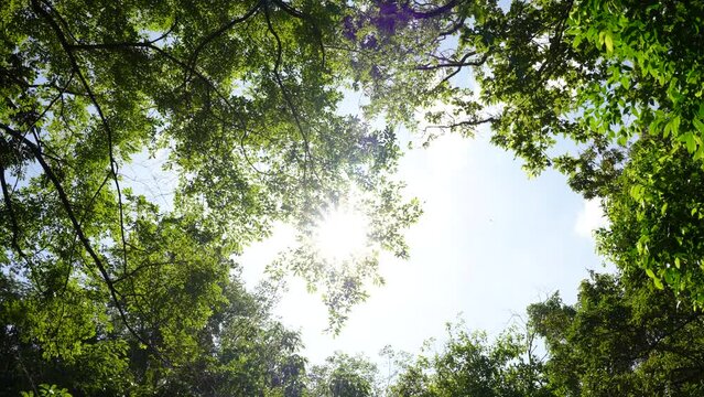 Green trees sun summer background. travel hiking nature forest. Wide low angle view trees sunlight sky.