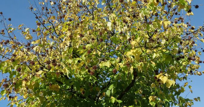 (Corylus colurna) Turkish hazel orTurkish filbert tree bearing a lot of brown bristly involucres enclosing clusters of small edible small nuts between round leaves in fall colors trembling in the wind