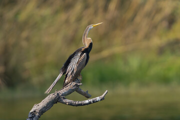 Oriental darter - Anhinga melanogaster perched at green background. Photo from Ranthambore National Park, Rajasthan, India.