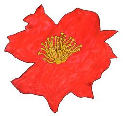 Bright red flower on isolated background