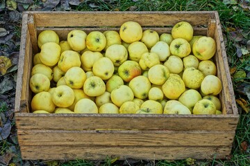 one large wooden box with delicious ripe aromatic yellow healthy sweet autumn apples picked from a tree stands on green grass during the day in the garden