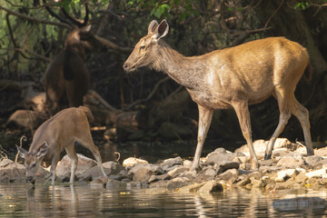 Sambars - Rusa unicolor mother with goatling standing in water and drinking with dark background. Photo from Ranthambore National Park, Rajasthan, India.