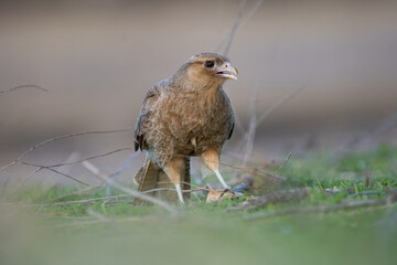 Portrait of Southern Caracara (Milvago chimango) holding with its paw a prey it hunted.
