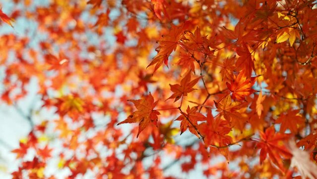 Super Slow Motion of Falling Autumn Maple Leaves against Blue Sky. Filmed on High Speed Cinema Camera, 1000 fps.