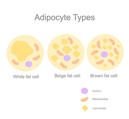 The type of fat cell or adipocyte (adipose cell) : White, Beige and Brown cells that shows different component, including Nucleus, Mitochondria and lipid droplet. - obrazy, fototapety, plakaty