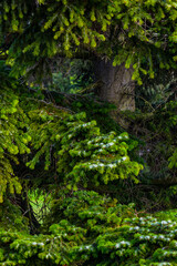 Nahaufnahme eines Nadelbaums von der Seite