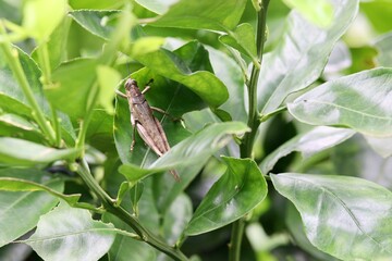 grasshoper on the leaf