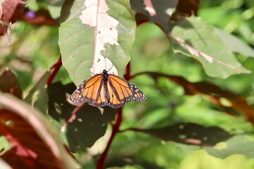 monarch butterfly on a flower