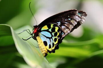 butterfly on leaf
