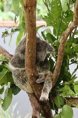 koala bear sleeping on tree
