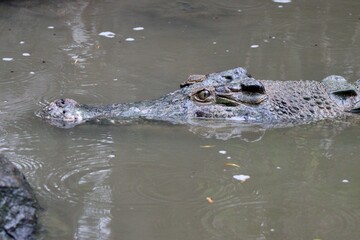 crocodile in the water