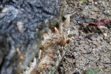 close up of a crocodile mouth