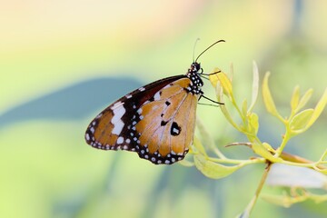 Obraz premium butterfly on a flower