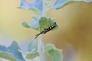 insect on leaf