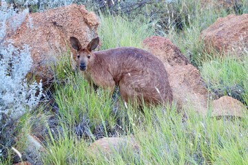 kangaroo in the wild