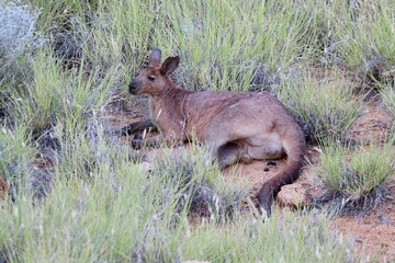 kangaroo in the grass