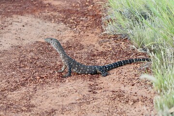 lizard on the ground