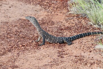 lizard on the ground