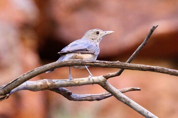sparrow on a branch